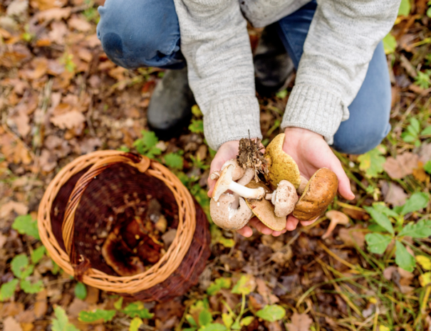 Raccolta funghi